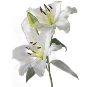 Bunga Lily Segar 1 Tangkai - Fresh Flower - Bouquet by Ditha
