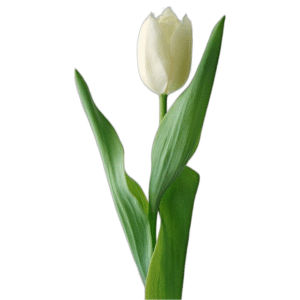 Bunga Tulip Palsu 1 Tangkai - Artificial Flower - Bouquet by Ditha