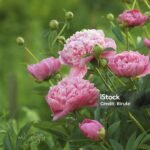 bunga peony