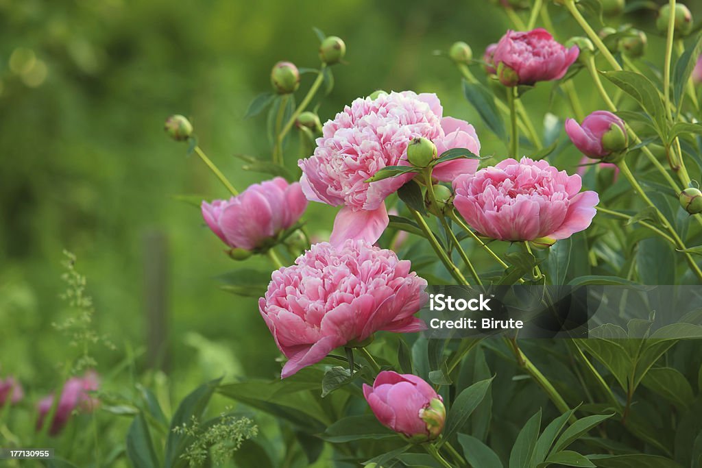 bunga peony